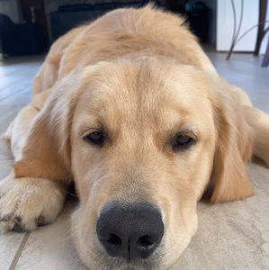 Meet your Posher, Owen